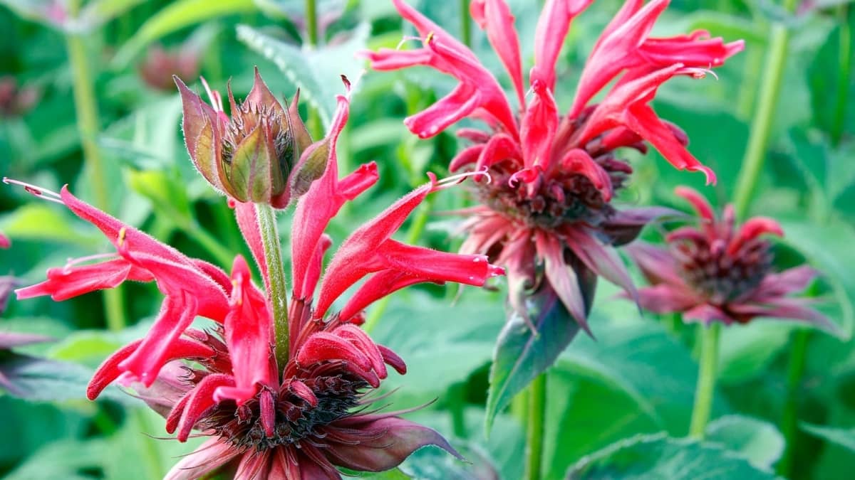 When Is The Best Time To Harvest Bee Balm