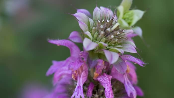  how to harvest bee balm