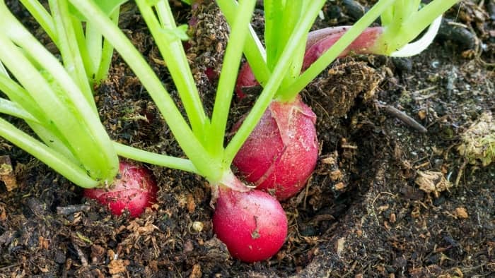  Growing Radishes In Pots and Containers