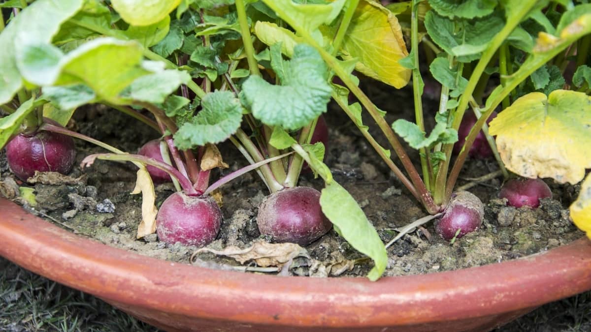 flower pot for radishes
