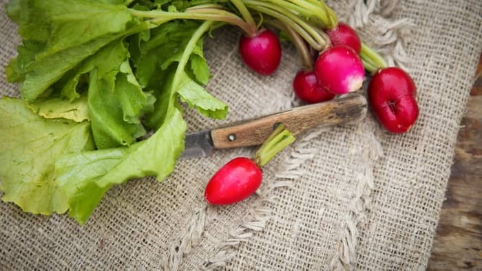 how to grow radishes in pots