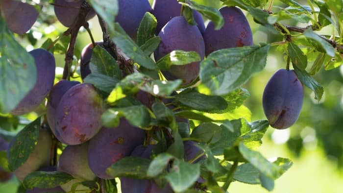  how to tell if plums are ripe