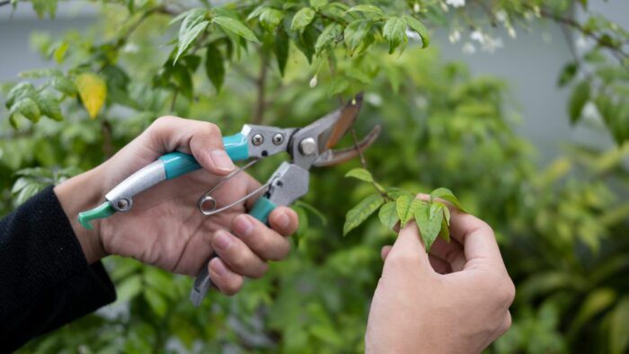 how to cut a vertical tree branch