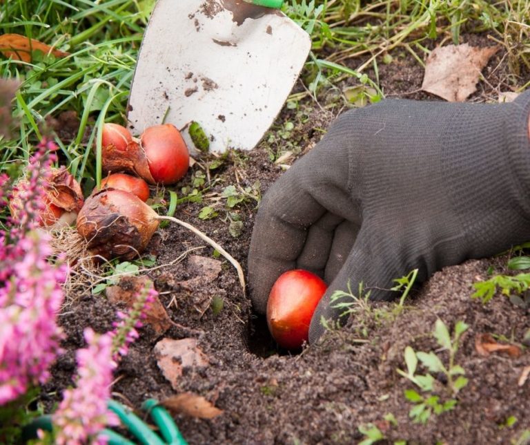 How Deep Do You Plant Tulip Bulbs? - GardenZoo