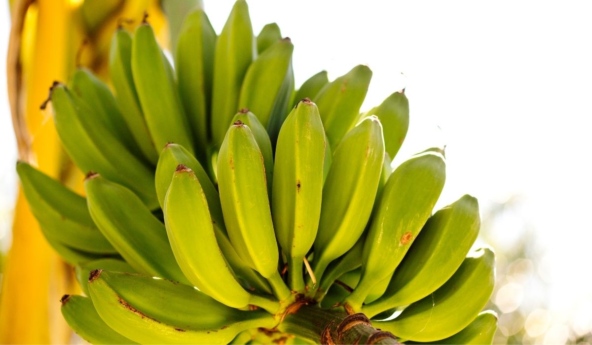 How To Grow A Banana Tree From A Store-bought Banana