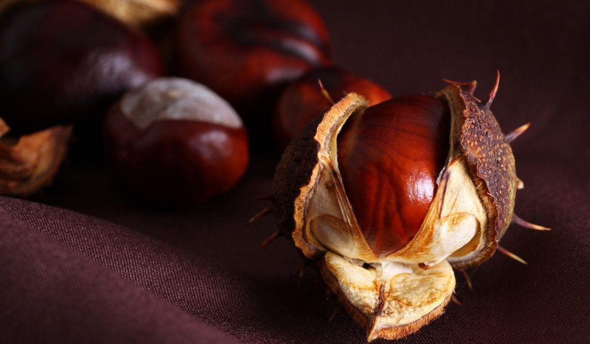 How To Grow A Chestnut Tree From A Conker
