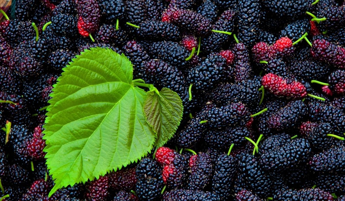 How To Grow A Mulberry Tree From Seed