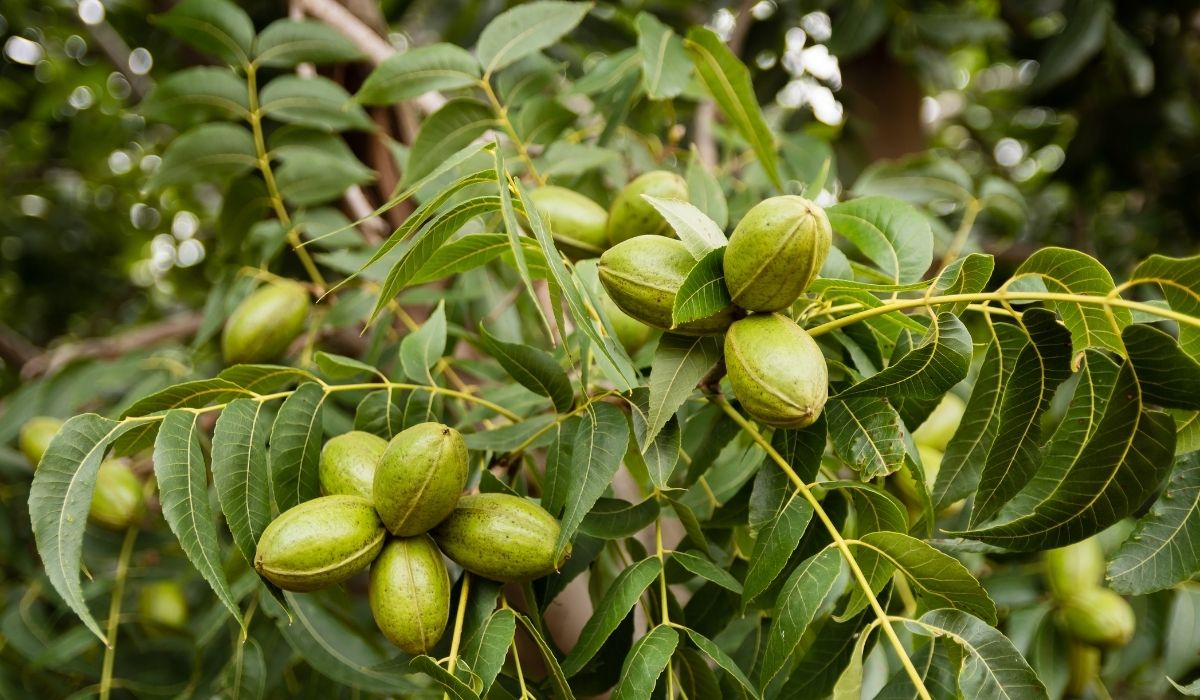How To Grow A Pecan Tree From A Cutting 