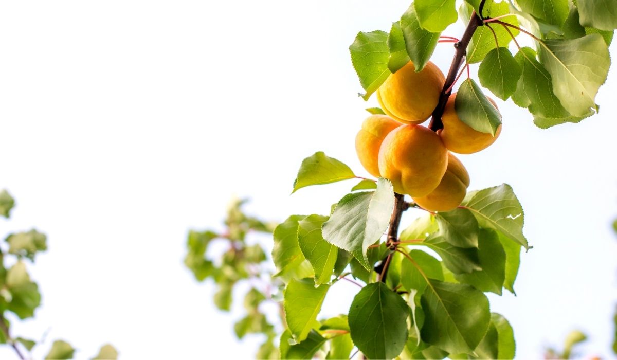 How To Grow An Apricot Tree From A Seed