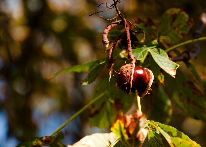 How do you take a cutting from a conker tree