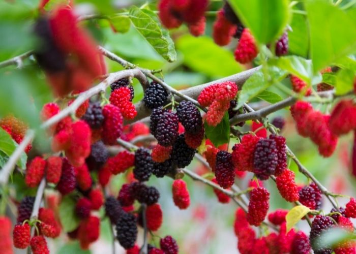 How long does it take to grow a mulberry tree from seed