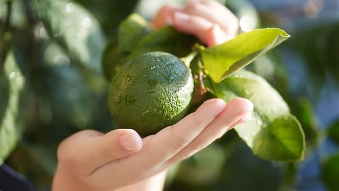 How do you grow seedless limes from fruit?