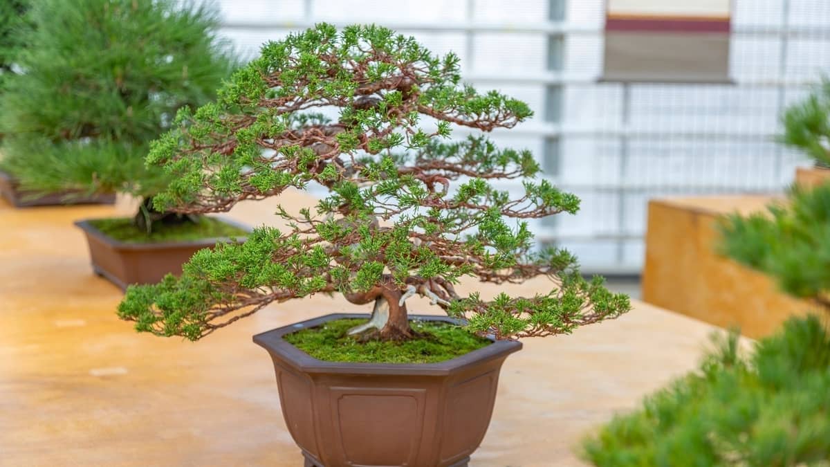 How Long Does It Take To Grow A Bonsai Tree From Seed