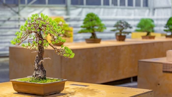 What is the easiest bonsai tree to grow from seed?