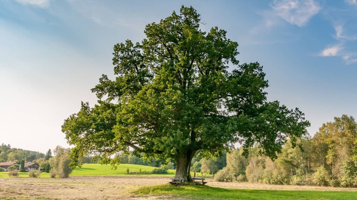 How Much Space Does An Oak Tree Need To Grow?