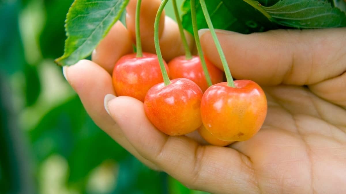 Step By Step Guide On How To Grow Rainier Cherry Tree