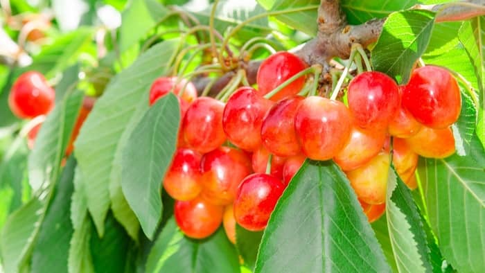 how to grow a mount rainier cherry tree from sed
