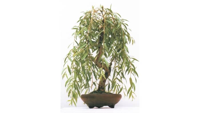 Can you grow a weeping willow indoors?