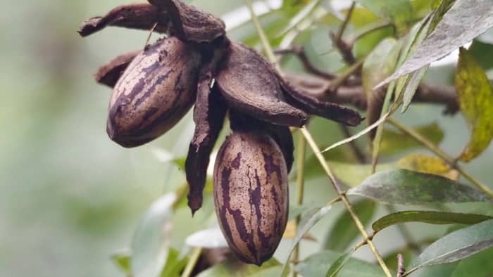How long does it take for a pecan nut to sprout?