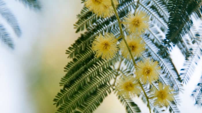 Can a mimosa tree live indoors?