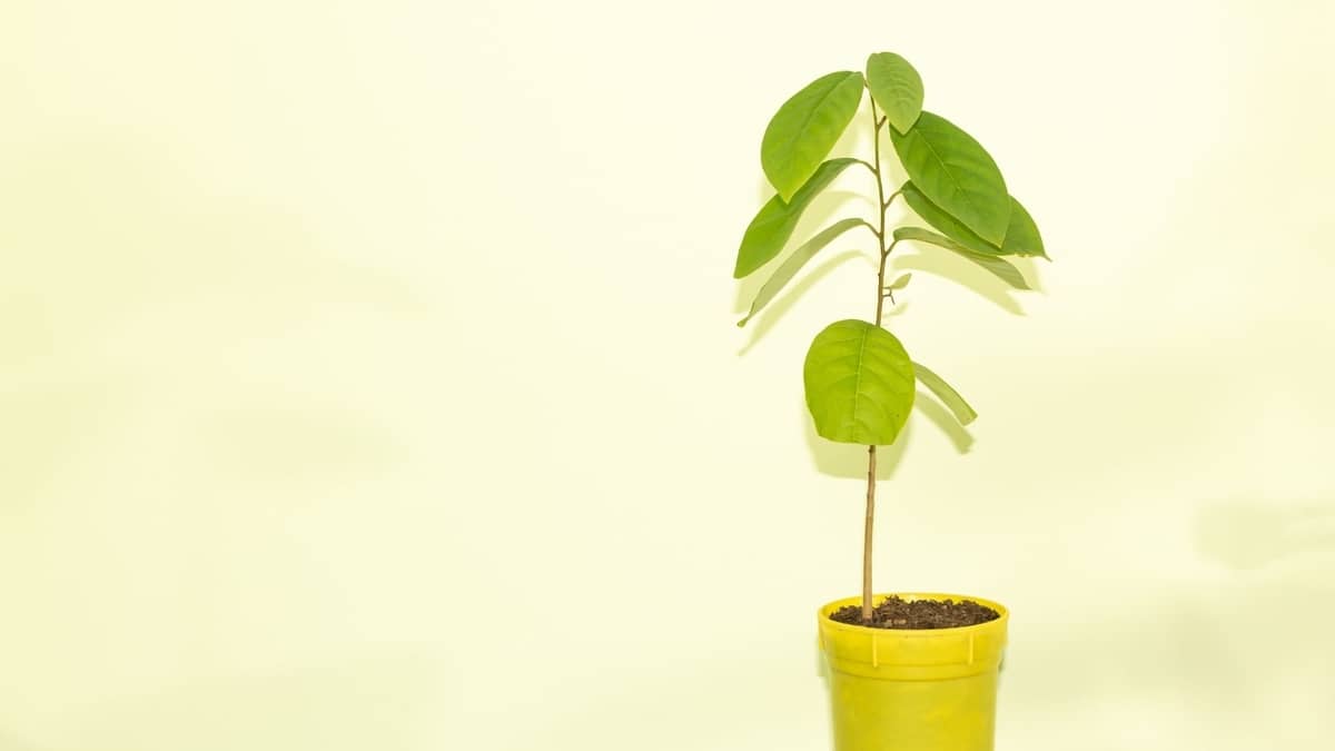 How To Grow A Cherimoya Tree From Seed?
