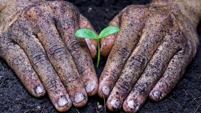 How long does it take to grow a crabapple tree from seed?