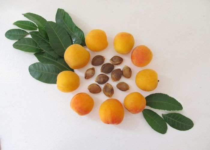 Where do apricots grow best