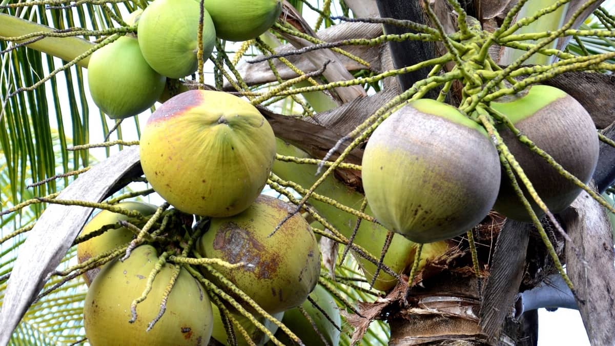 How To Grow A Coconut Tree Indoors