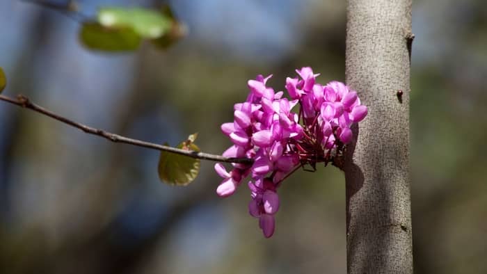 How do you germinate a redbud tree?