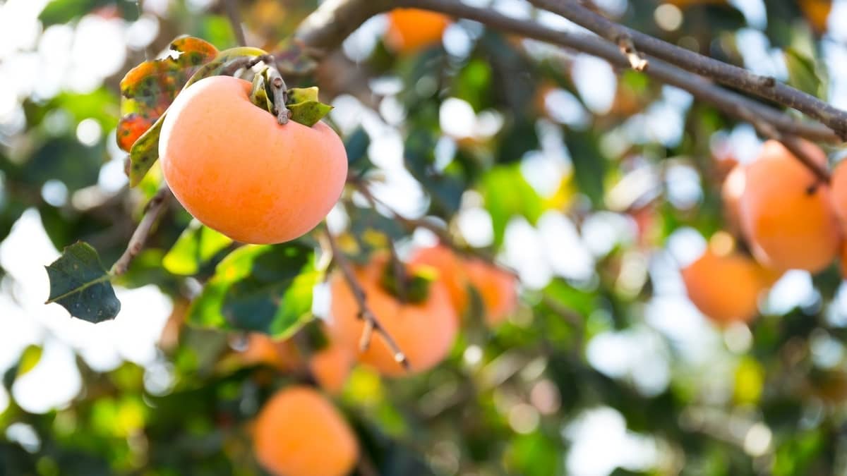 How To Grow A Persimmon Tree From Cutting