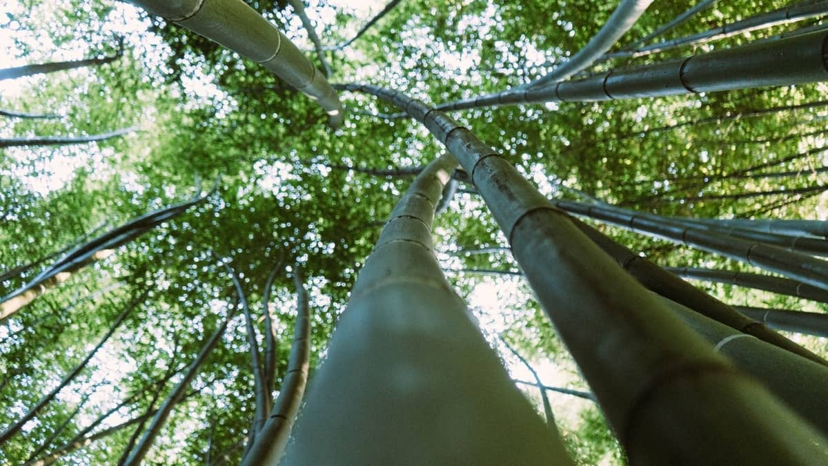 How Long Does It Take A Bamboo Tree To Grow?