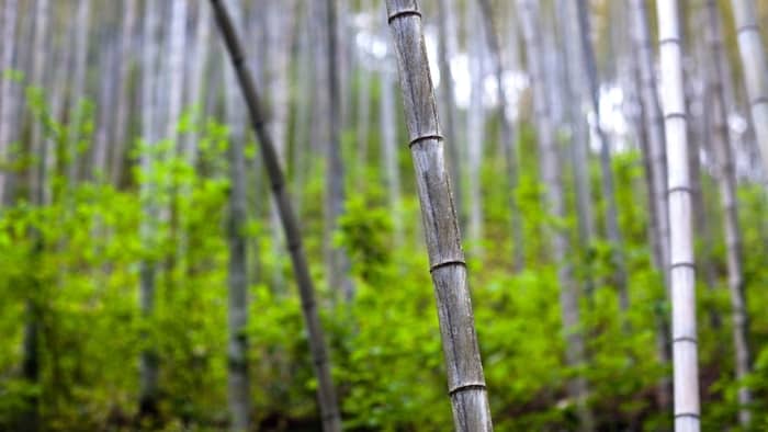 What is the lifespan of bamboo