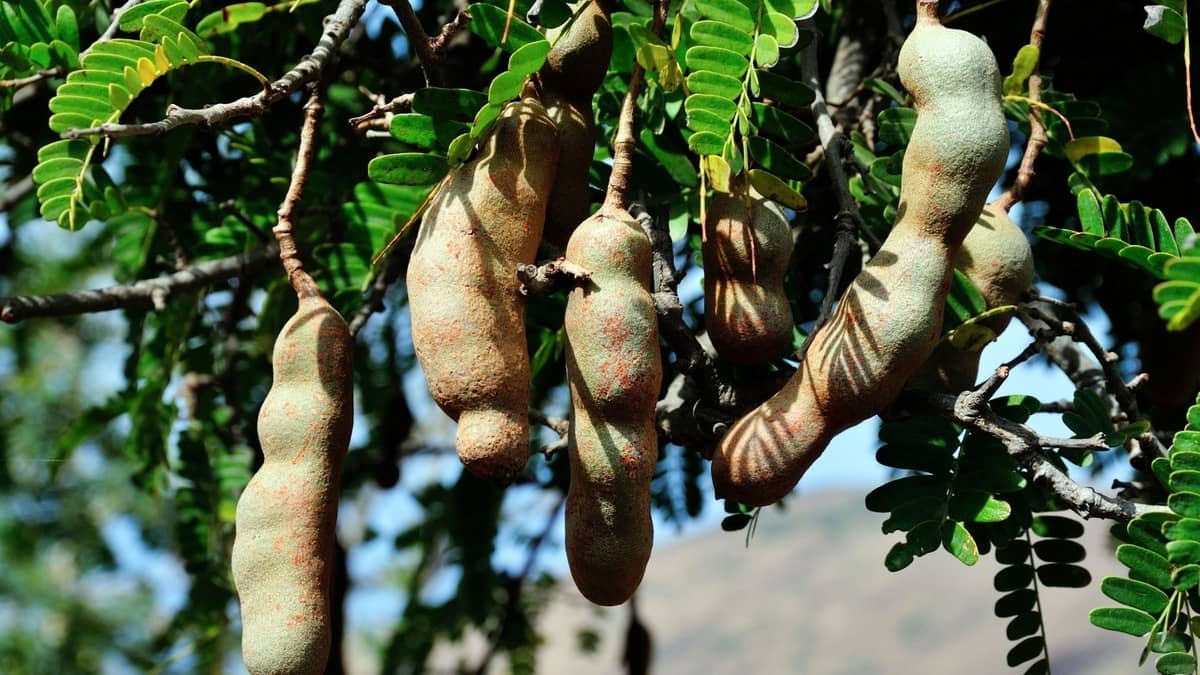 How Long Does A Tamarind Tree Take To Grow?