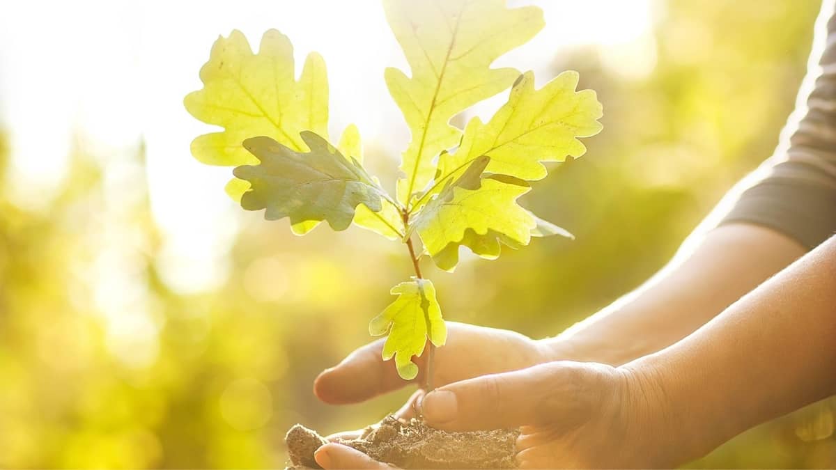 How To Make An Oak Tree Grow Faster?