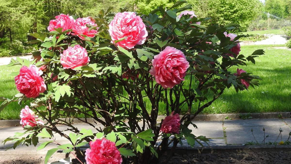 A Guide On How To Grow A Tree Peony From Seed