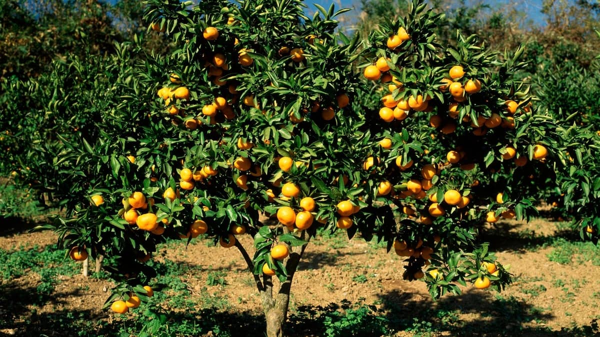 How To Grow A Satsuma Tree From Seed