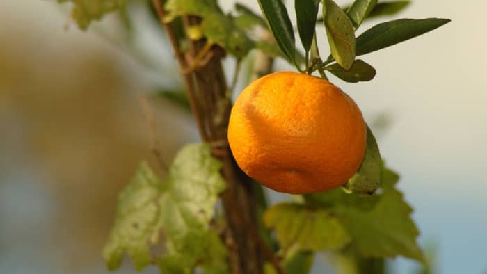 Satsuma is a type of citrus fruit
