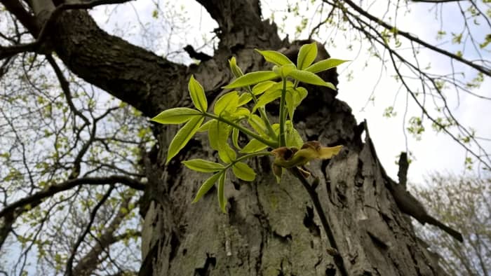 How long does a hickory tree live