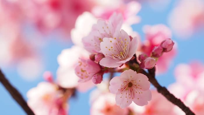 How long does it take for Japanese cherry blossom trees to grow
