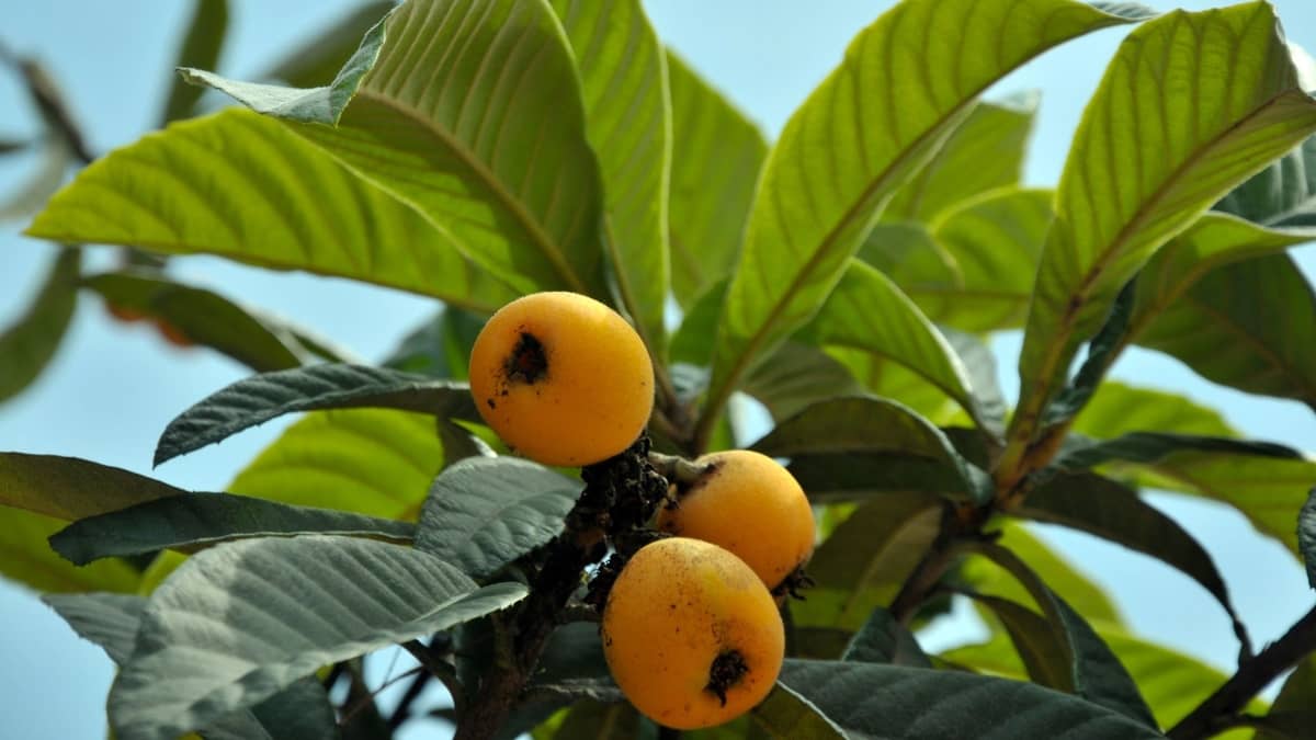 How to Grow a Loquat Tree From a Seed?