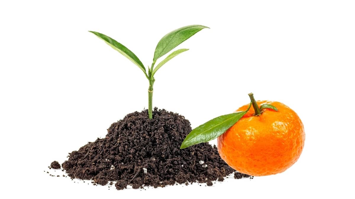 How Long Does It Take To Grow A Mandarin Tree?