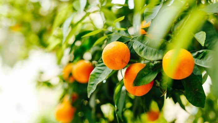 What climate do mandarins grow in