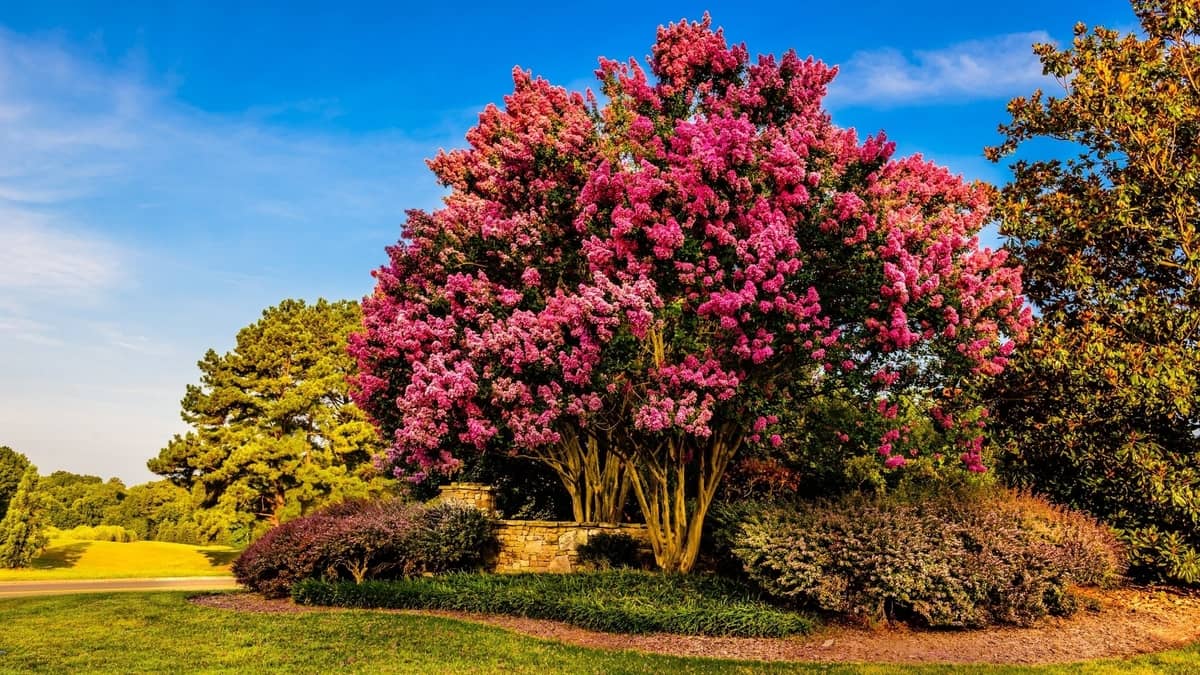How To Grow A Crepe Myrtle Tree From A Branch?