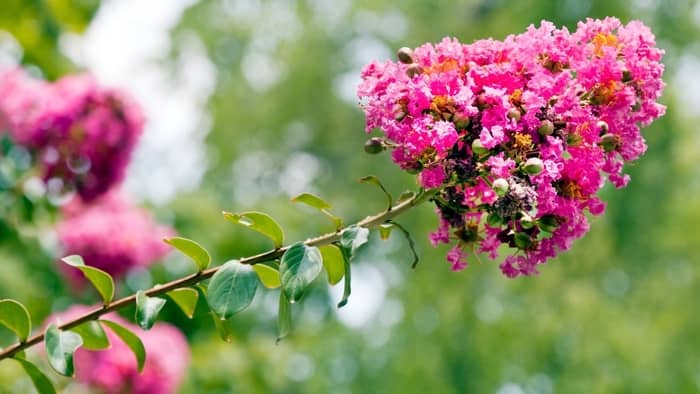 What is the root system of a crepe myrtle