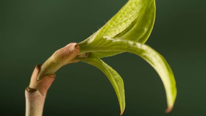 When can I take cuttings from dogwood