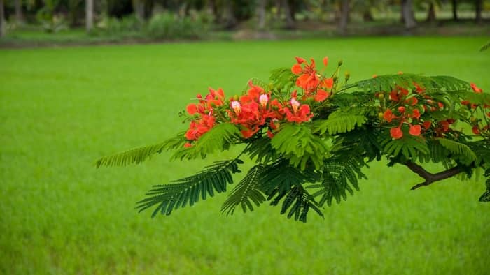 You can start growing a flame tree from seed indoors or outdoors
