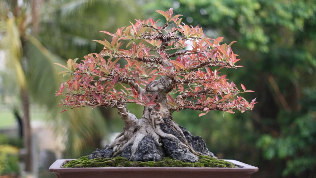 How Hard Is It To Grow A Bonsai Tree - The Truth