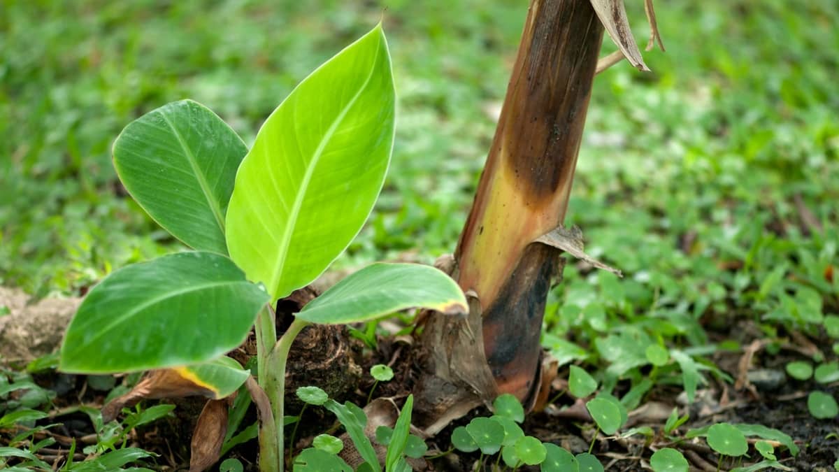 How Long Does It Take For A Banana Tree To Grow - The Truth!