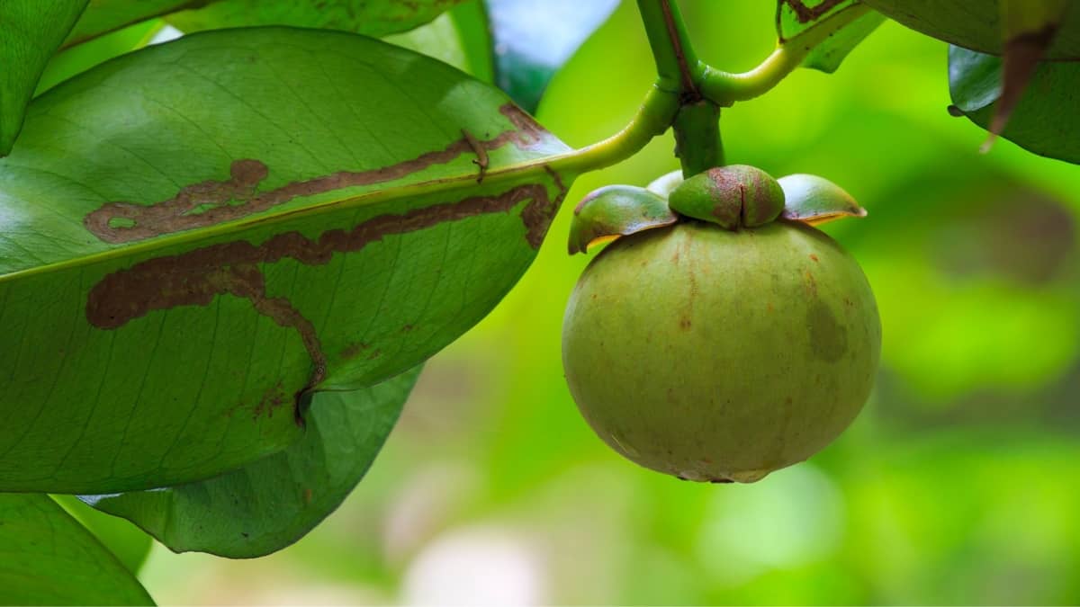 How Long Does It Take To Grow A Mangosteen Tree