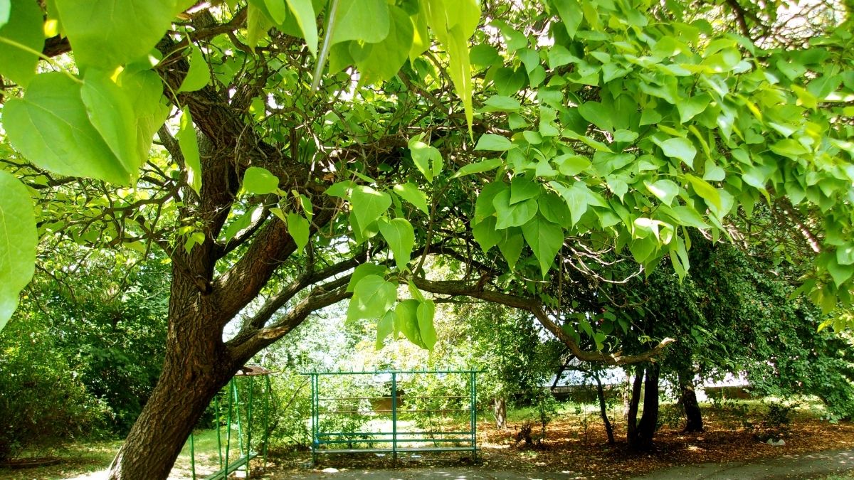 How To Grow A Catalpa Tree From Seed